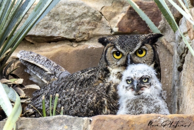 Athena Great Horned Owl 2025